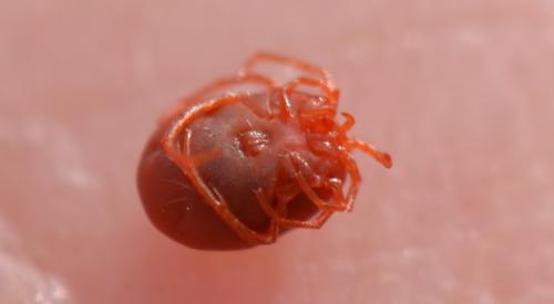 Hydrachna sp.